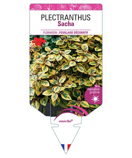 PLECTRANTHUS SACHA