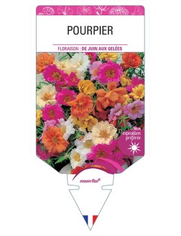POURPIER (VARIÉ)