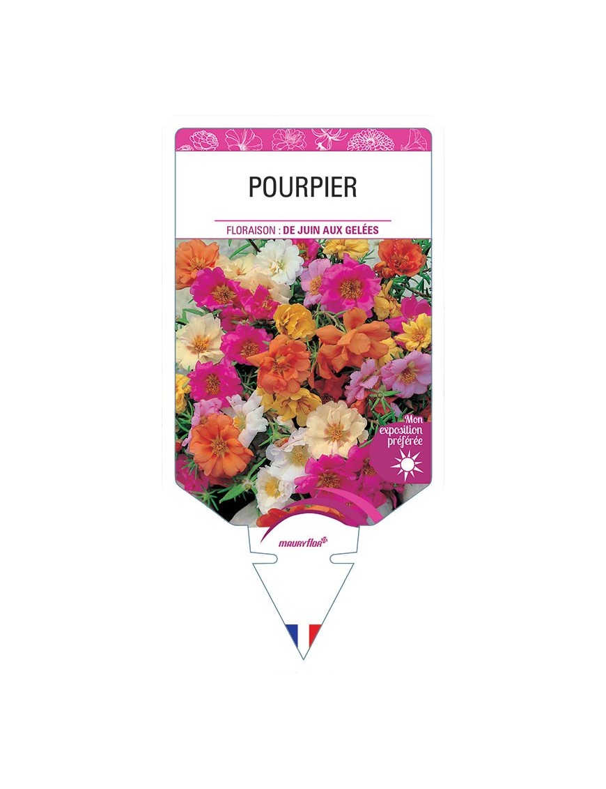 POURPIER (VARIÉ)
