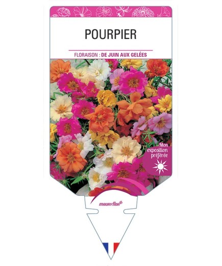 POURPIER (VARIÉ)