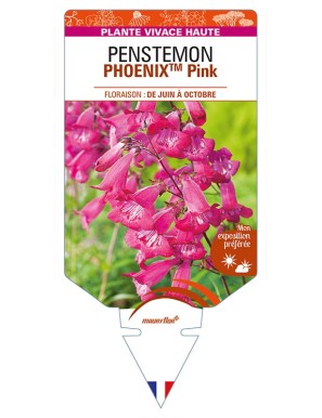 PENSTEMON (hartwegii)  PHOENIXTM Pink