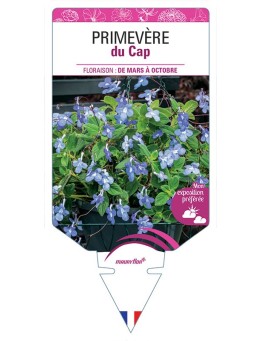 PRIMEVÈRE DU CAP