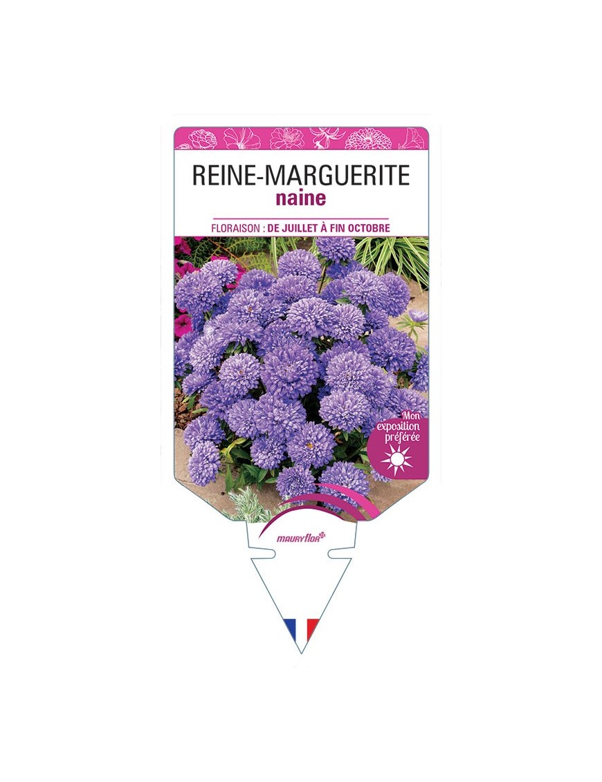 REINE-MARGUERITE NAINE (VARIÉ)