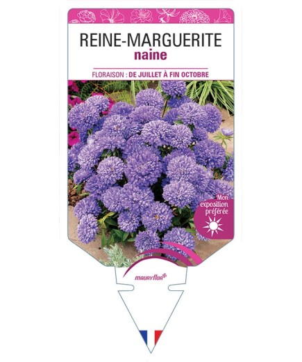 REINE-MARGUERITE NAINE (VARIÉ)