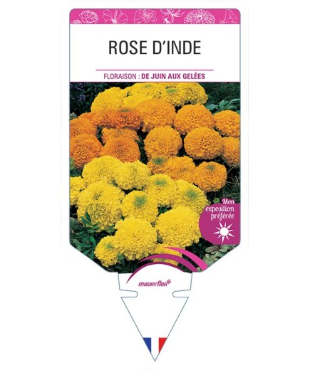 ROSE D’INDE (VARIÉ)