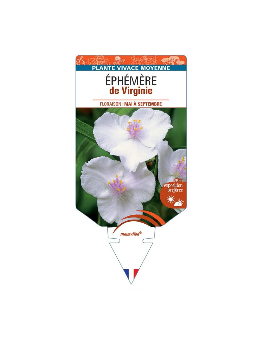 TRADESCANTIA 'Alba Major' voir ÉPHÉMÈRE de Virginie *