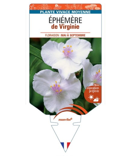 TRADESCANTIA 'Alba Major' voir ÉPHÉMÈRE de Virginie *