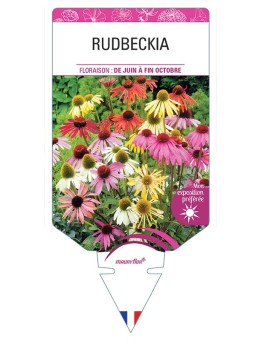 RUDBECKIA (VARIÉ)