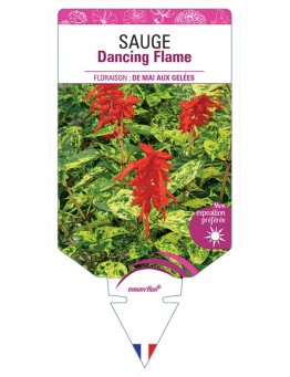 SAUGE DANCING FLAME
