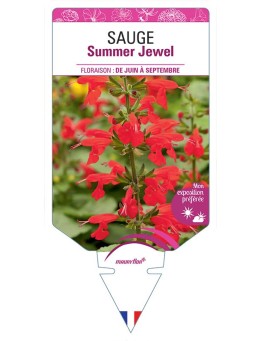 SAUGE SUMMER JEWEL