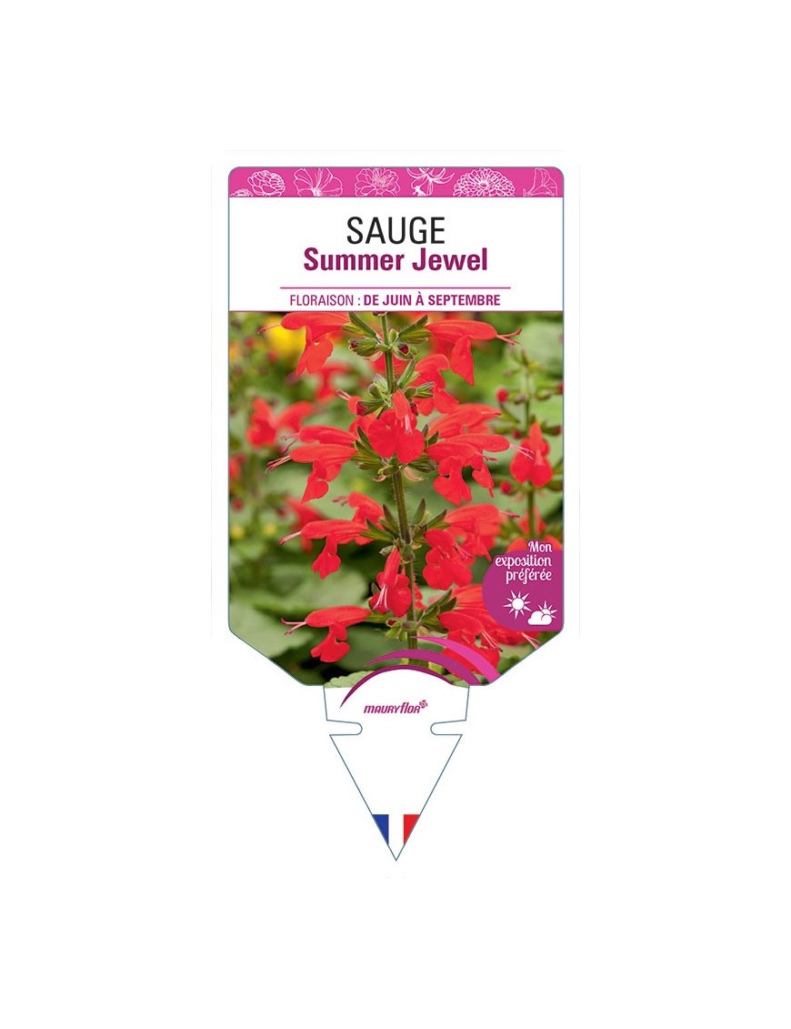 SAUGE SUMMER JEWEL