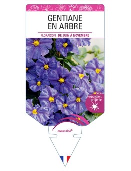 SOLANUM RANTONNETII VOIR GENTIANE EN ARBRE