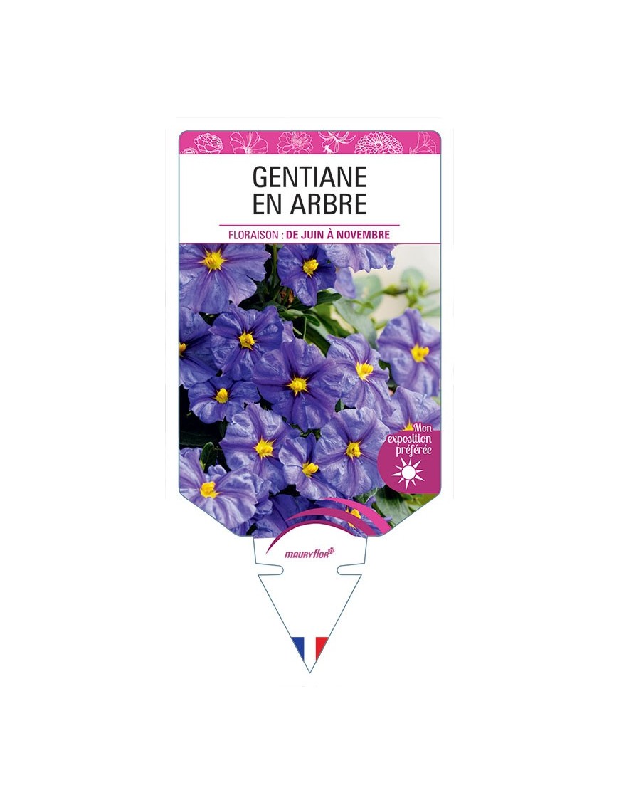 SOLANUM RANTONNETII VOIR GENTIANE EN ARBRE