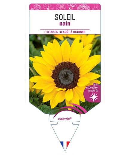 SOLEIL NAIN