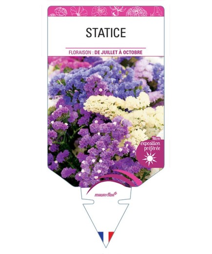 STATICE (VARIÉ)