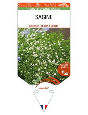 SAGINA (subulata)