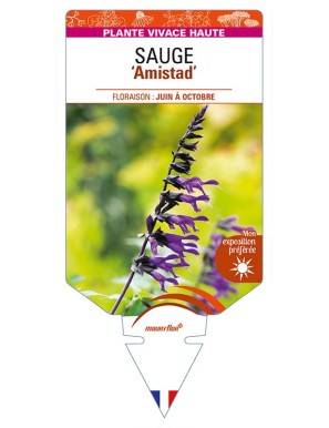 SALVIA 'Amistad' voir SAUGE