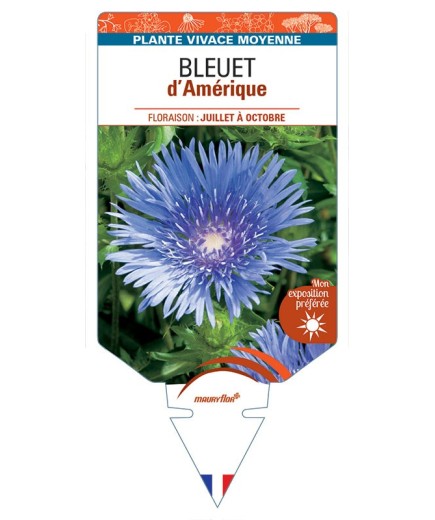 STOKESIA laevis voir BLEUET d’Amérique *