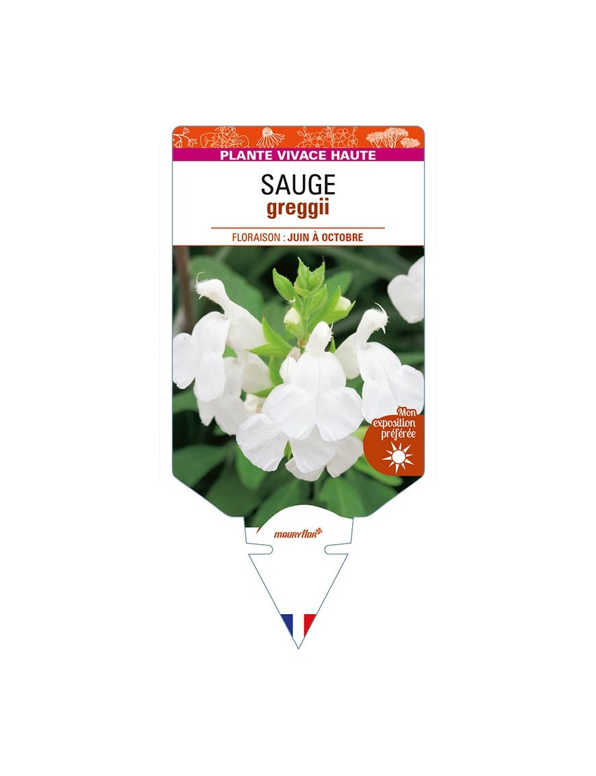 SALVIA greggii blanche voir SAUGE