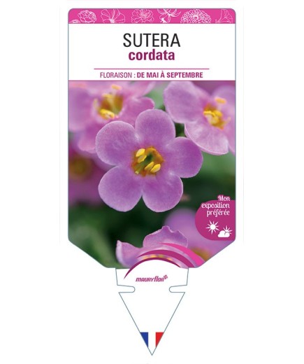 SUTERA CORDATA
