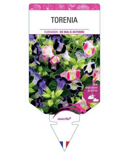 TORENIA