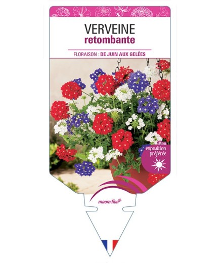 VERVEINE RETOMBANTE (VARIÉE)
