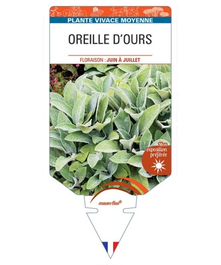 STACHYS lanata voir OREILLE D’OURS *