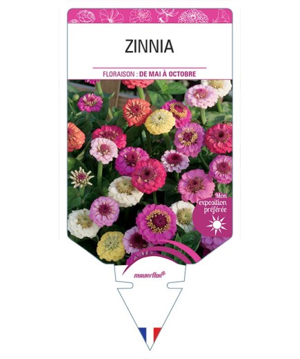 ZINNIA