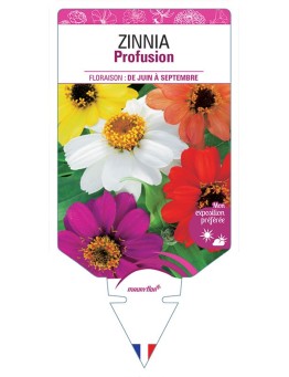 ZINNIA PROFUSION