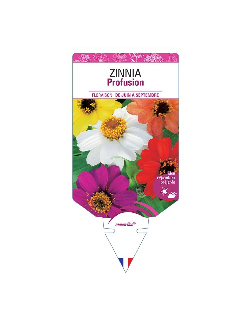 ZINNIA PROFUSION