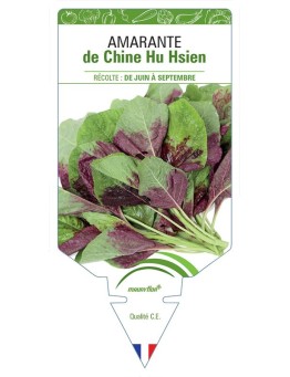 AMARANTHE DE CHINE HU HSIEN