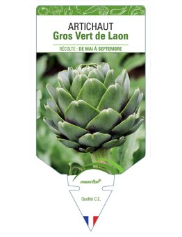 ARTICHAUT GROS VERT DE LAON