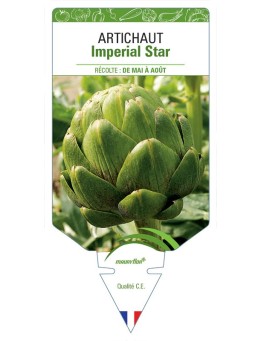 ARTICHAUT IMPERIAL STAR