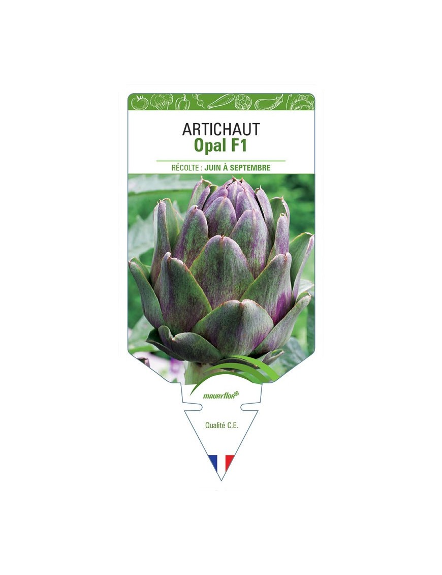 ARTICHAUT OPAL F1
