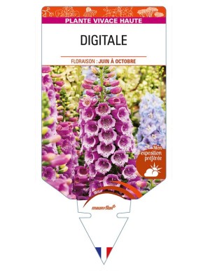 DIGITALE (rose)