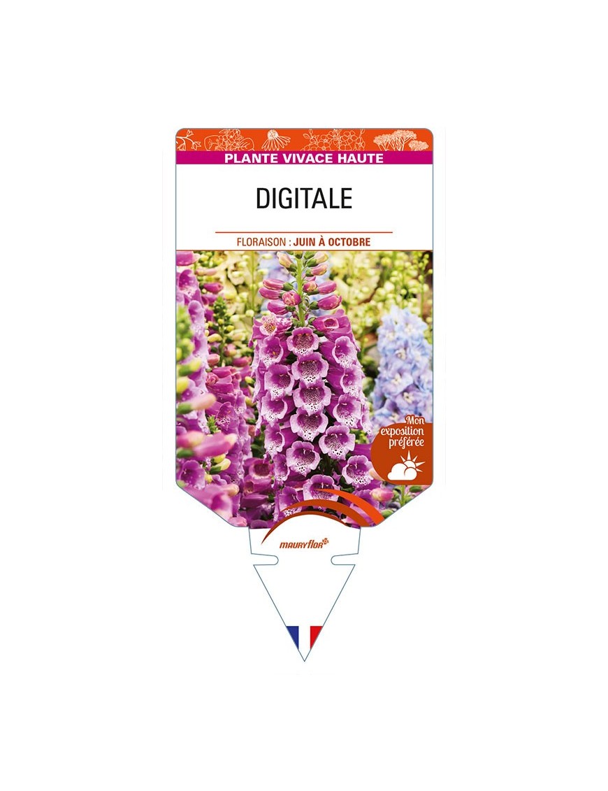 DIGITALE (rose)