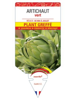 ARTICHAUT VERT PLANT GREFFÉ