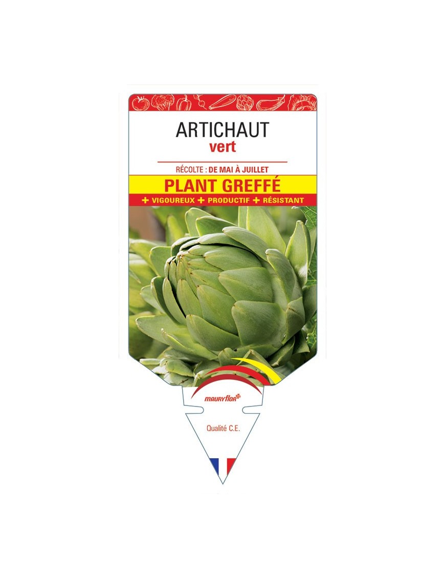 ARTICHAUT VERT PLANT GREFFÉ