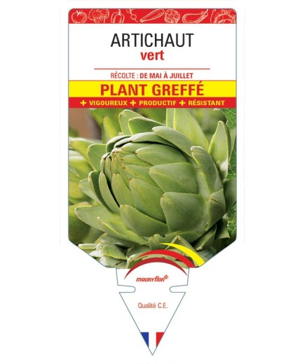 ARTICHAUT VERT PLANT GREFFÉ