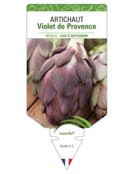 ARTICHAUT VIOLET DE PROVENCE