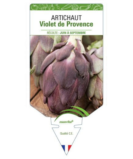 ARTICHAUT VIOLET DE PROVENCE