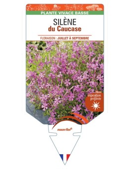 SILENE schafta (rose) voir SILÈNE du Caucase *