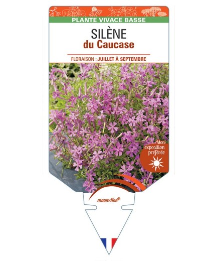 SILENE schafta (rose) voir SILÈNE du Caucase *