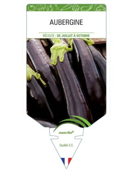 AUBERGINE