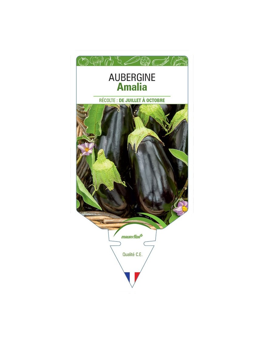 AUBERGINE AMALIA