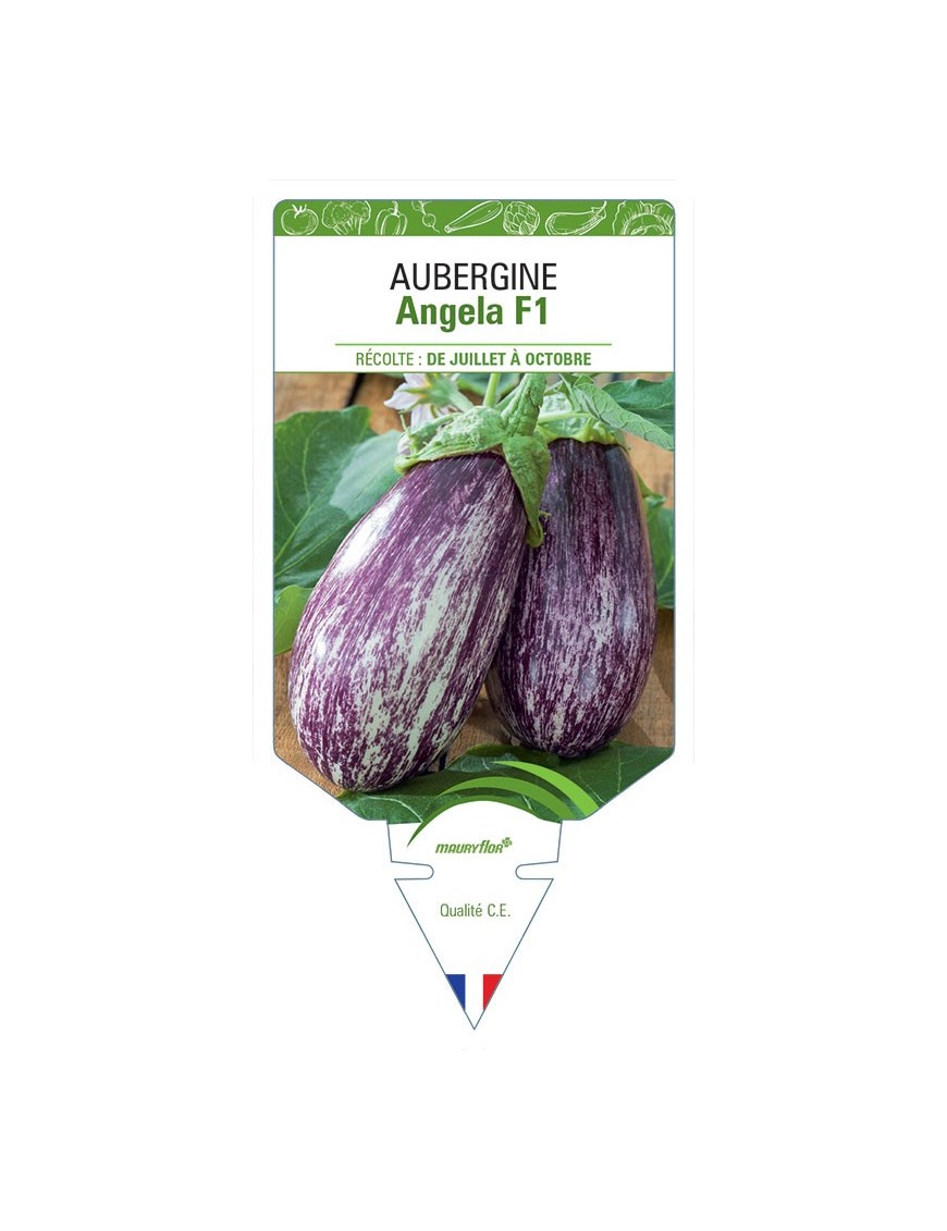 AUBERGINE ANGELA
