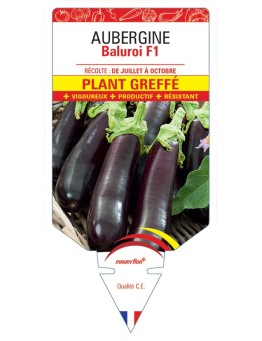 AUBERGINE BALUROI F1 PLANT GREFFÉ