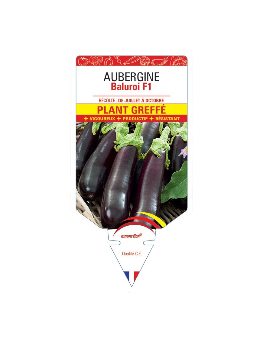 AUBERGINE BALUROI F1 PLANT GREFFÉ