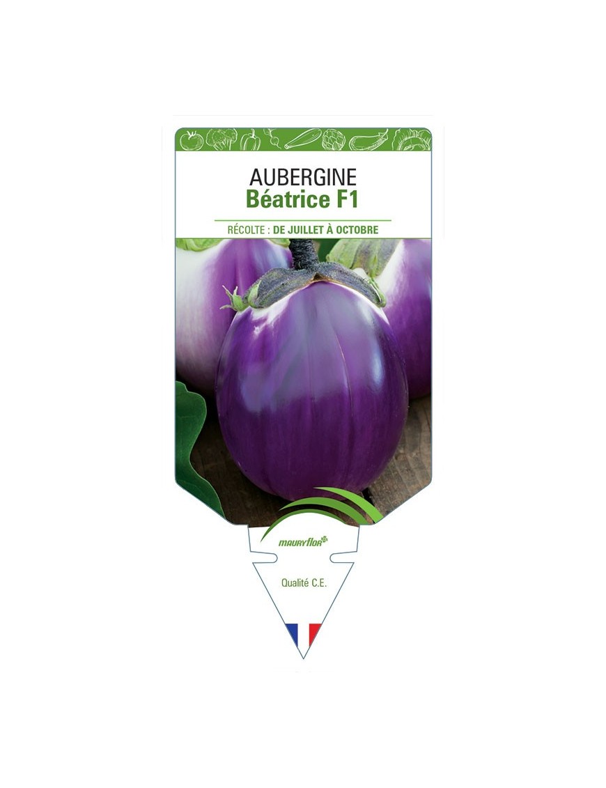 AUBERGINE BÉATRICE F1