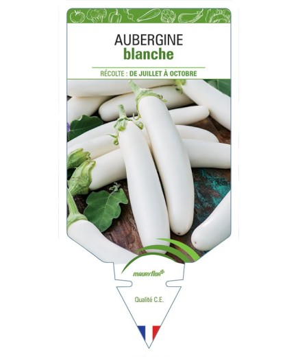 AUBERGINE BLANCHE